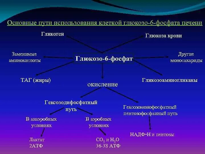 Главное путь. Основные пути превращения глюкозо-6-фосфата. Глюкозо-6-фосфат биороль. Основные пути превращения Глюкозы-6-фосфата.