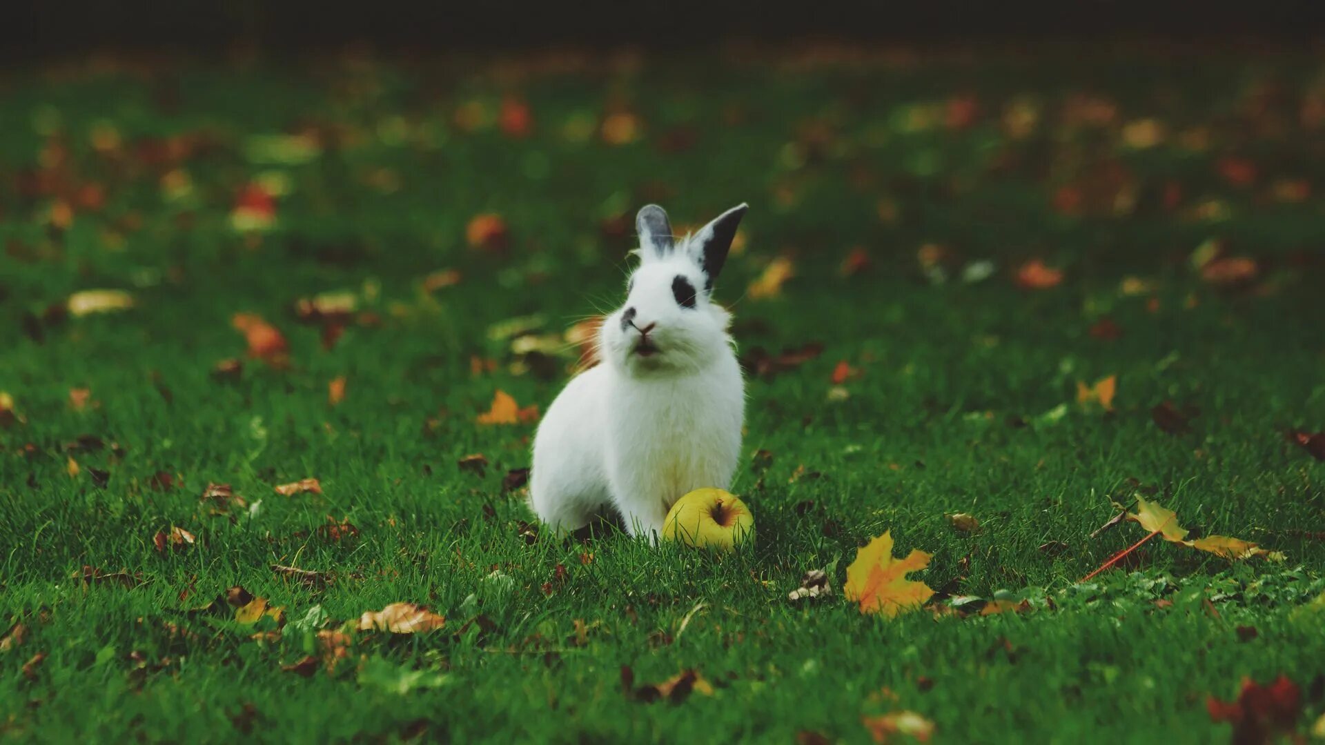 Можно кролику яблоко. Кролик. Кролик в траве. Белый кролик. Кролик с яблоками.