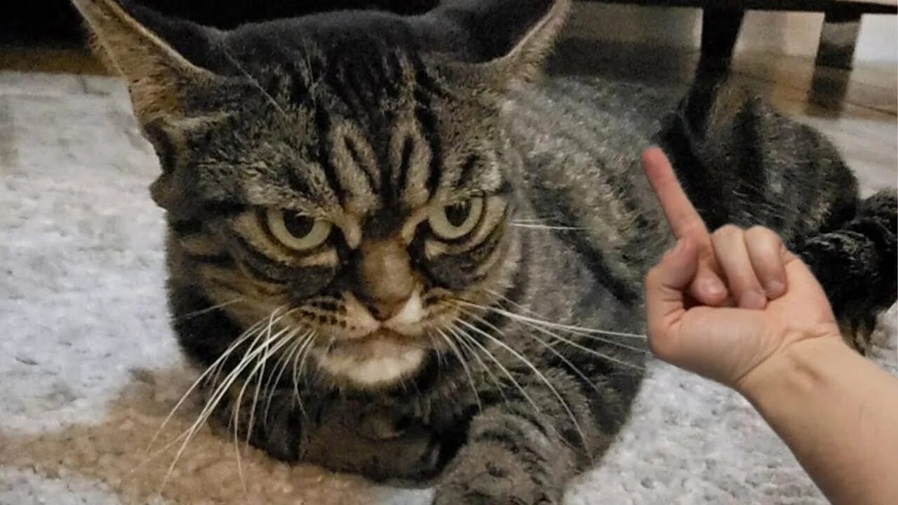 Злой кот нет. Злой кот. хмурый котенок. кошка киця. злой супер кот.