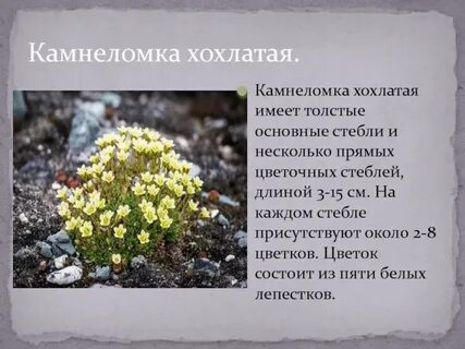 Камнеломка цветок описание