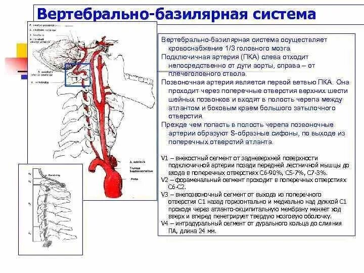 Вертебрально базилярная недостаточность. Ветви базилярной артерии. Конечные ветви базилярной артерии. Вертебро базилярная система.