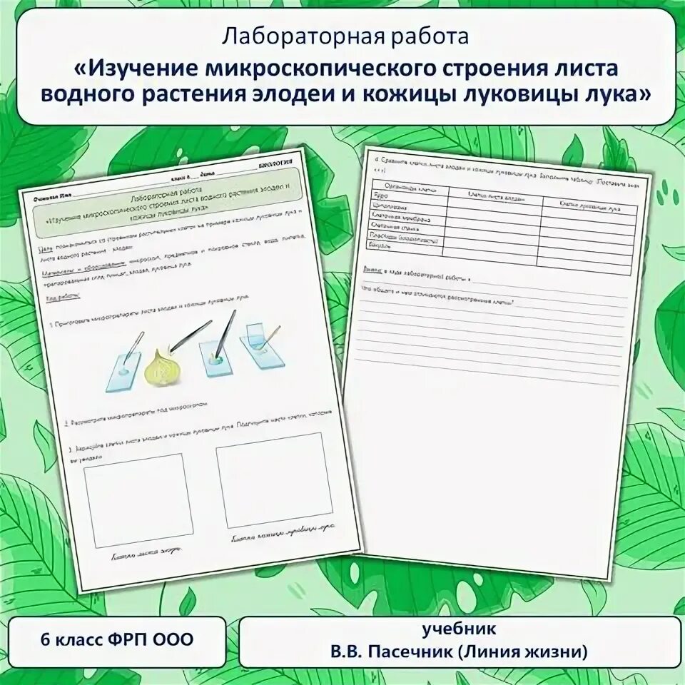 Лабораторная работа изучение микроскопического листа водного растения. Лабораторная работа изучение микроскопического листа водного растения