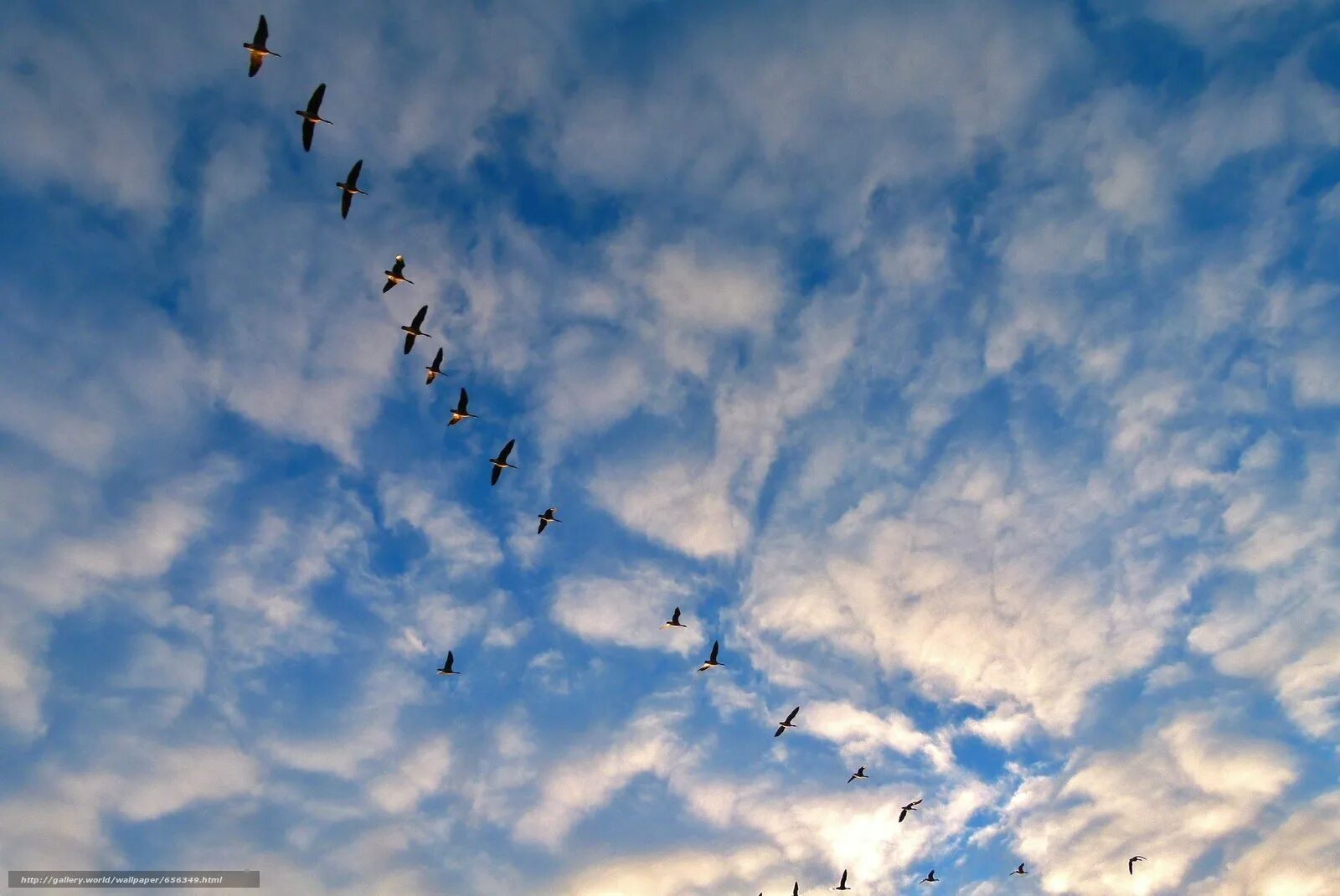 Стая птиц. Птицы в небе. Птицы улетают. Журавль в небе.