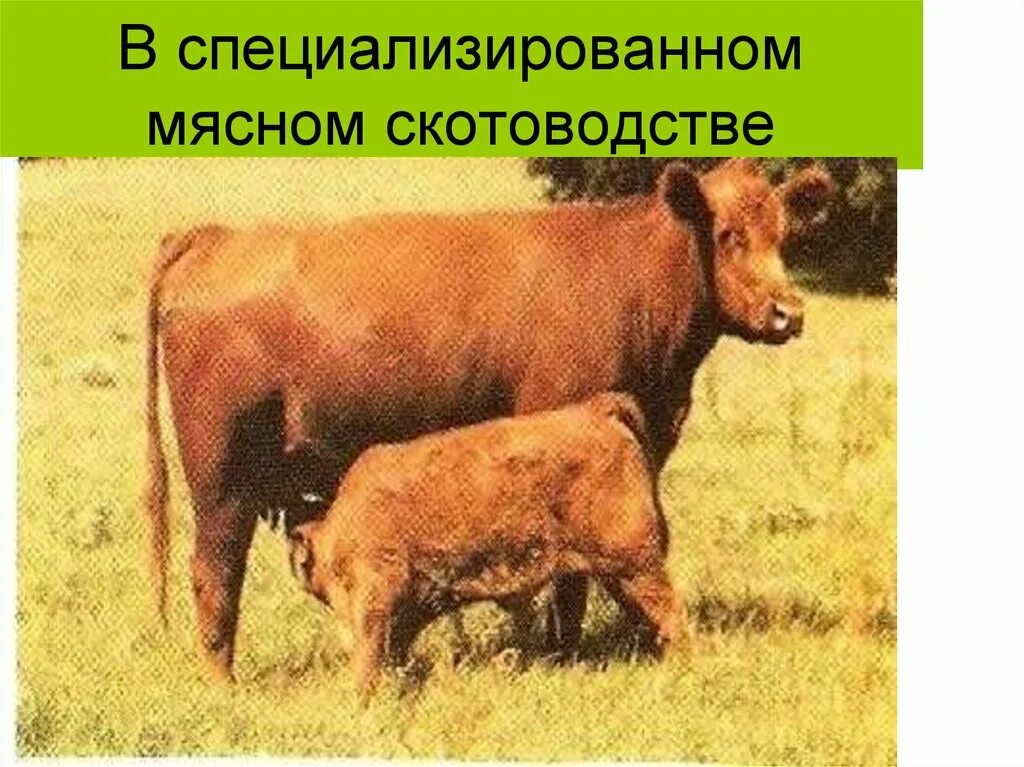 Сибирская нива эконива молочный комплекс. Молочно мясное скотоводство. Мясное скотоводство технология. Молочное животноводство. Технологии мясного скотоводства.