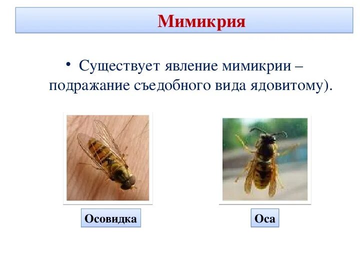 Мимикрия примеры. Мимикрия это в биологии. Мимикрия примеры животных. Мимикрия окраска.