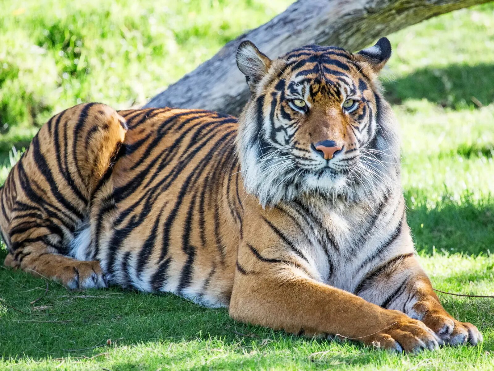 Тайгер на русском. Тигр. Картинки тигра. Тигр фото. Тигр для детей.