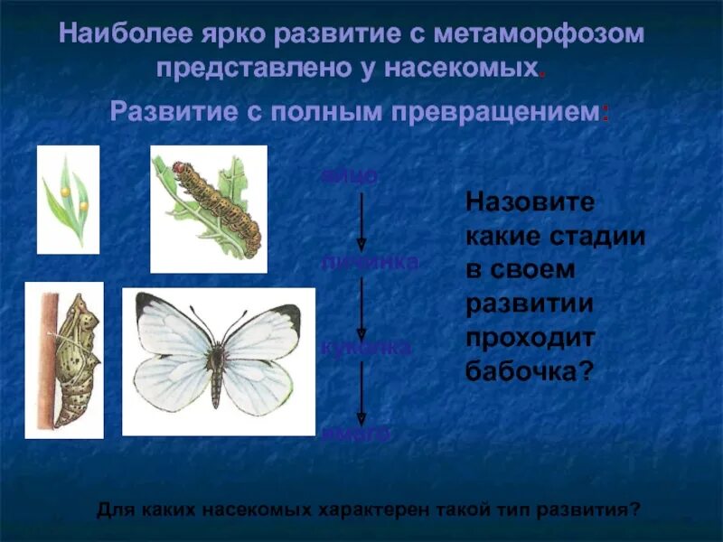Тип развития бабочки. Развитие комара с полным превращением. Развитие насекомых с полным превращением. Типы развития насекомых бабочки.