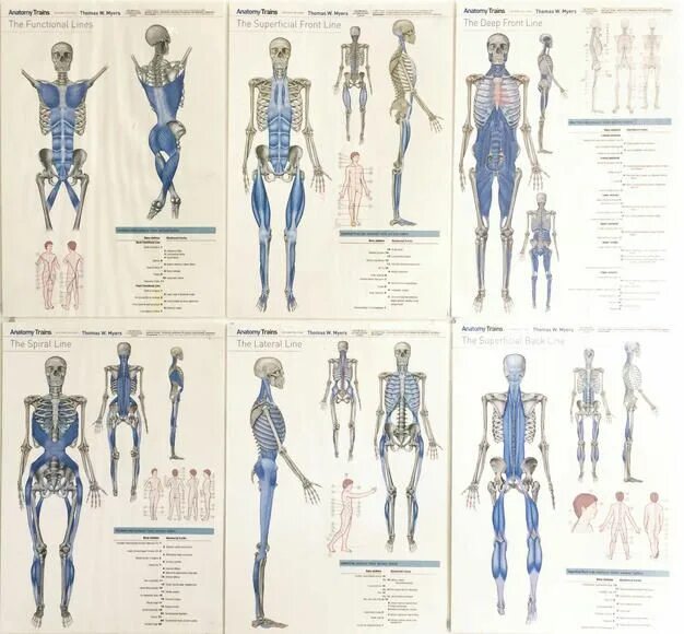 Анатомические поезда Томаса Майерса. Плакаты Томаса Майерса анатомические поезда.