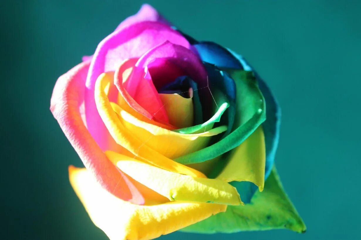 лантана цветок. красивые розы. самый лучший цветок в мире. бромелия. редкая лантана.