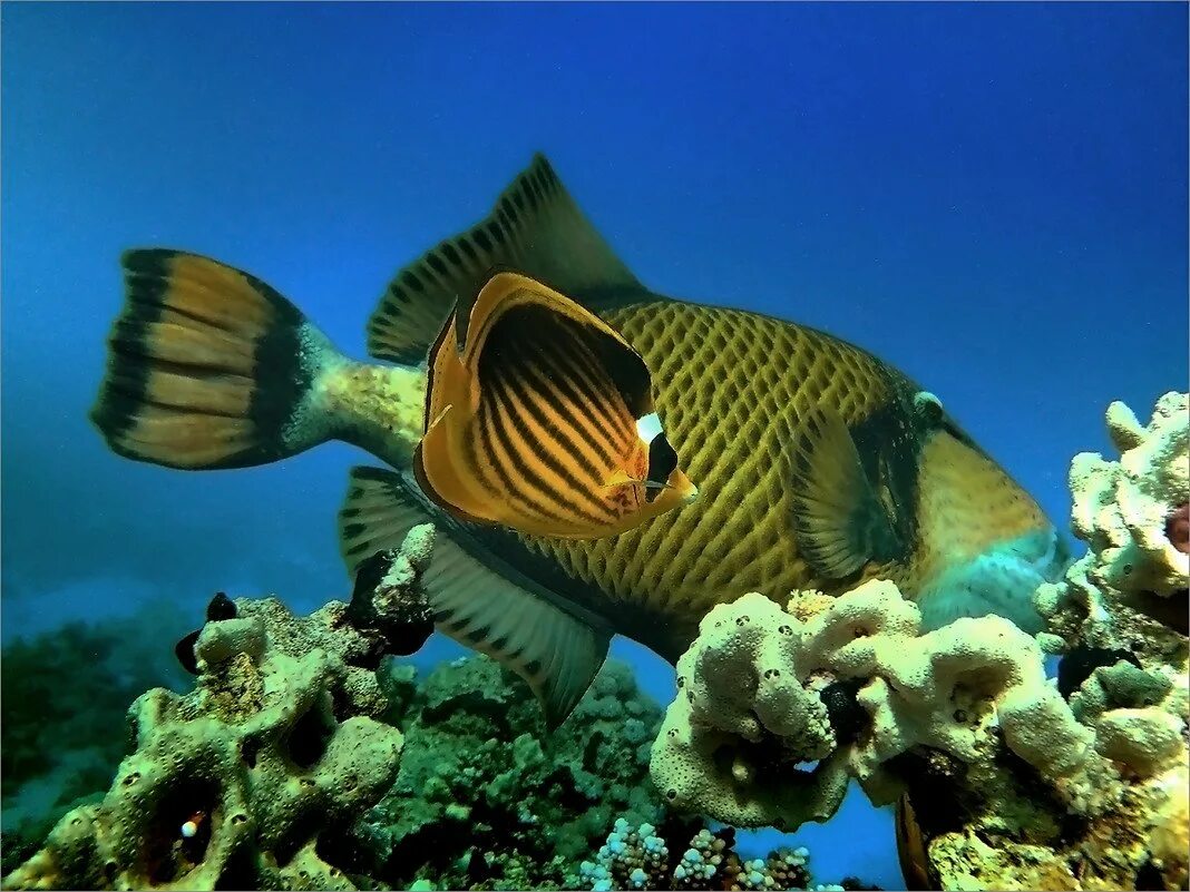 Желтохвостая рыба-хирург. Рыбы шарм эль шейха. Красноморский ринекант пикассо. Рыбки в шарм эль шейхе. Крылатка рыба шарм эль шейх.