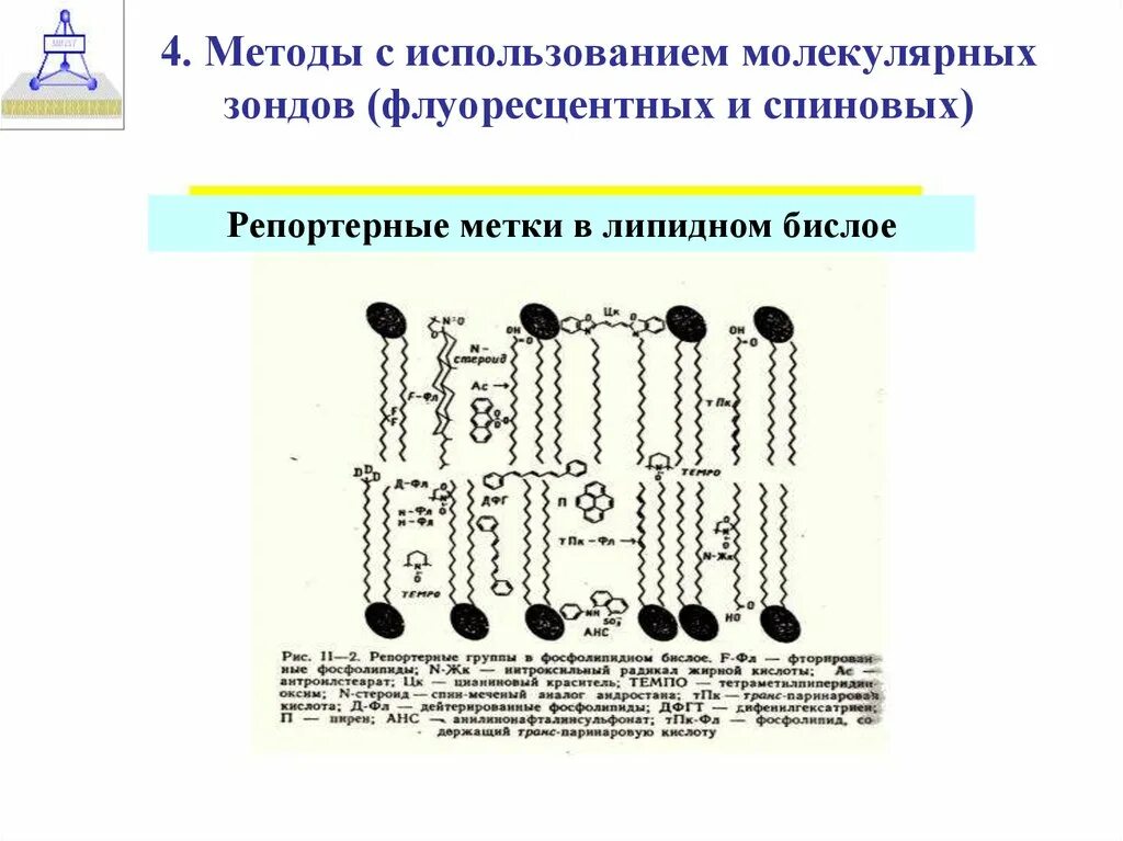 Молекулярный метод используют. Пцр, метод молекулярных зондов.. спиновых меток и зондов. молекулярные зонды. метод спиновых меток и зондов.