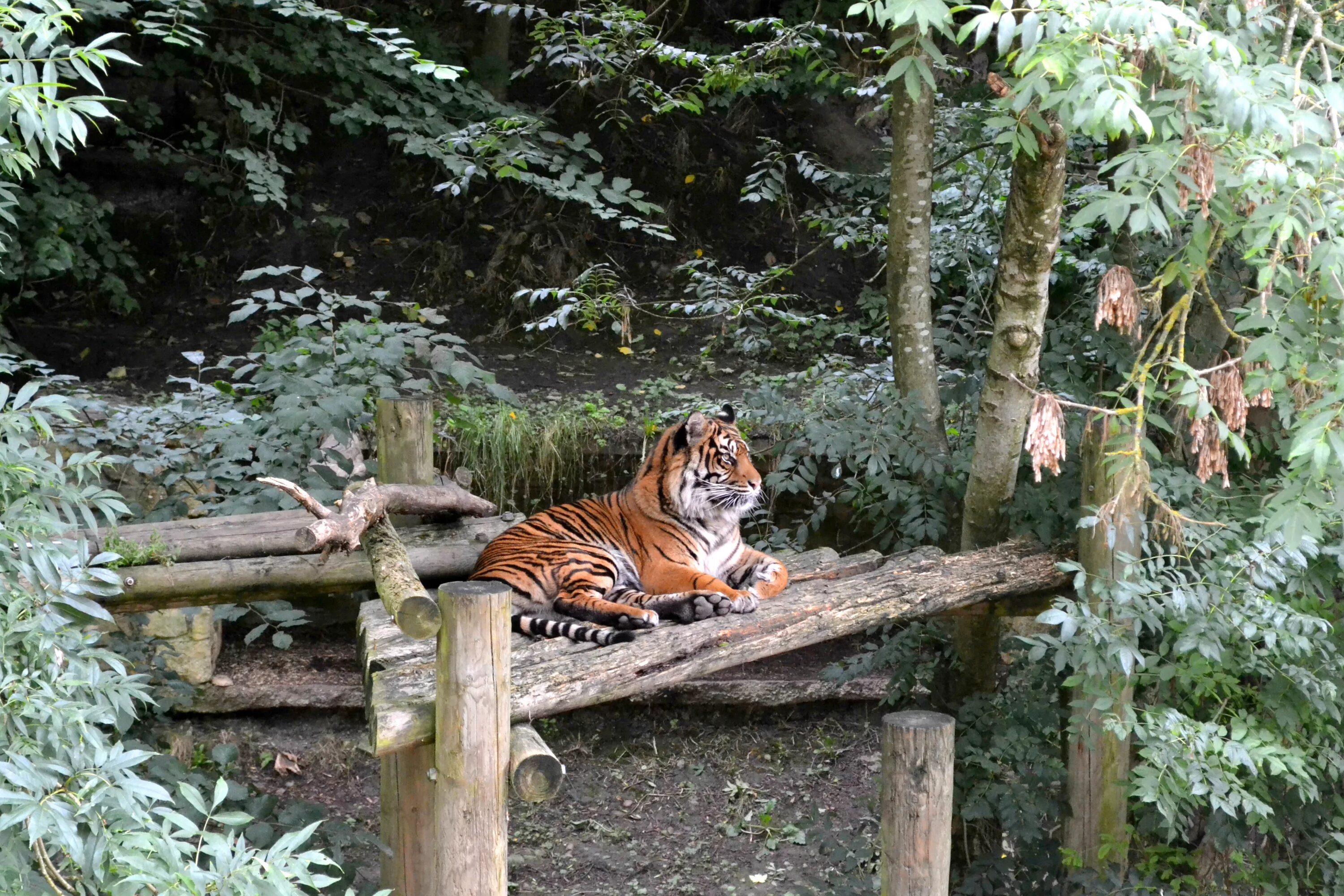 Хищники зоопарка. Тигр в джунглях. Тигр на дереве. Тигр в природе. Тигр в лесу.