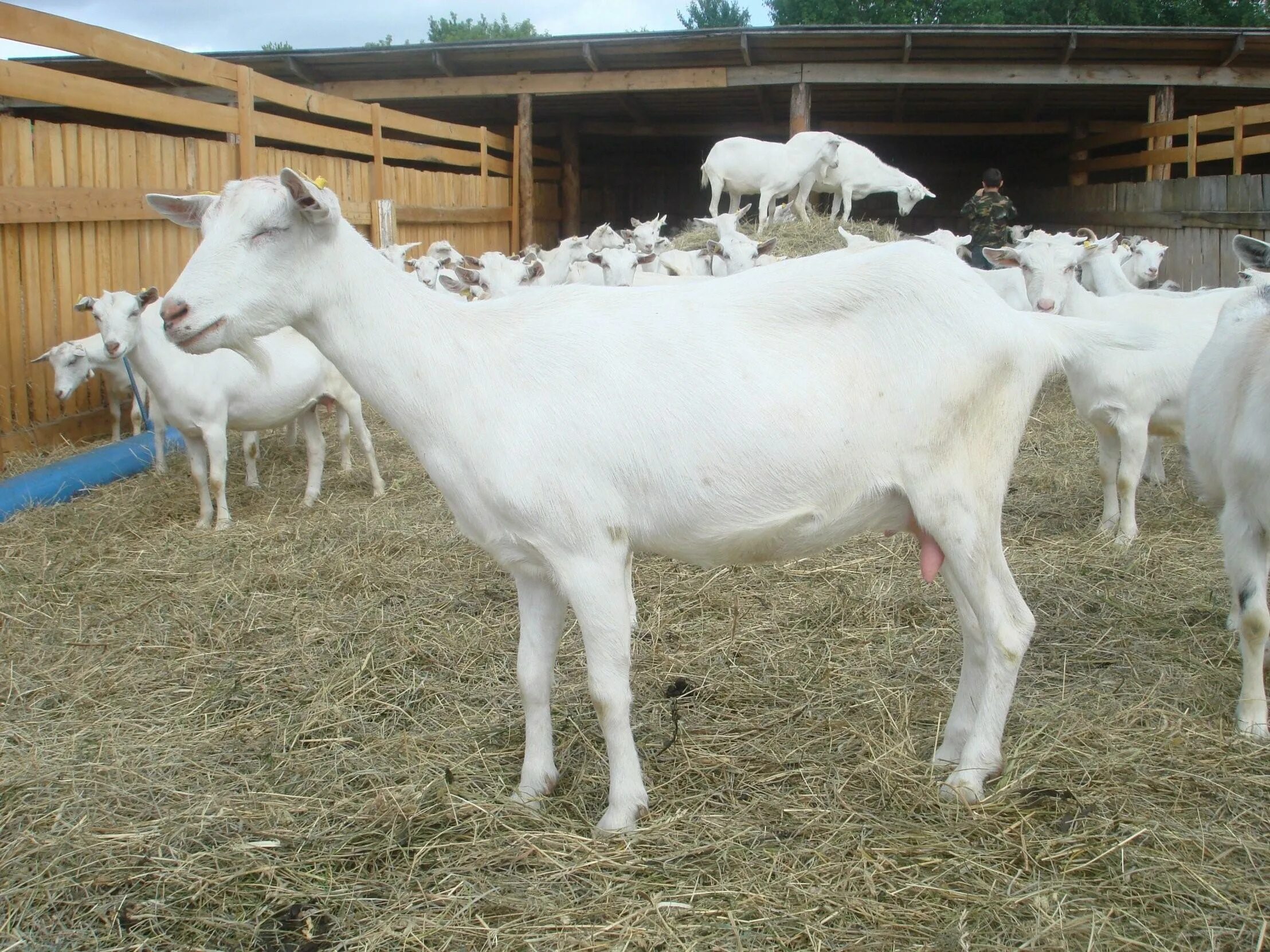 Породы дойных коз. Зааненская коза. Вислоухие зааненские козы. Чистокровные зааненские козы. Зааненская коза молоко.