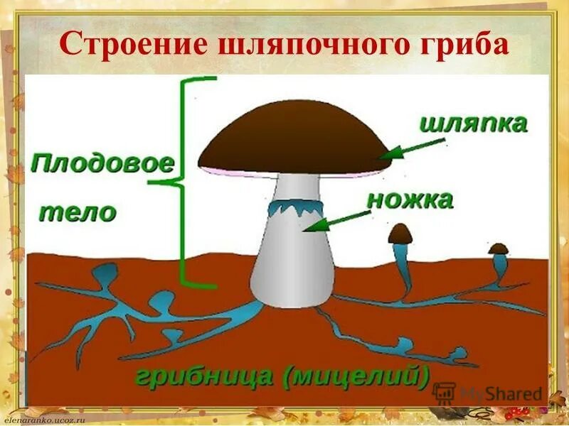 Грибы строение шляпочных грибов. Строение шляпочного гриба строение. Строение шляпочного гриба. Строение грибницы шляпочных грибов.