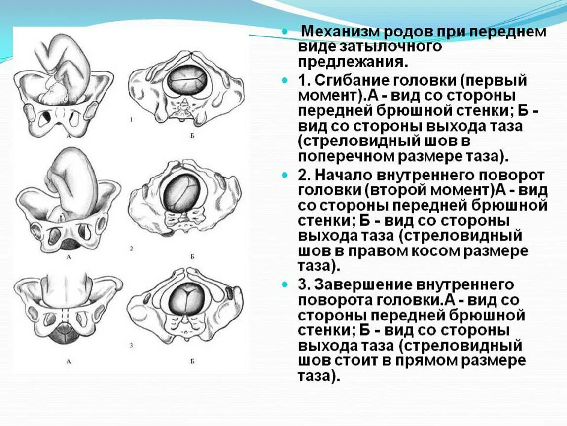 Б п родов. Передний вид затылочного предлежания биомеханизм родов. Биомеханизм родов при затылочном предлежании плода. 6. Этапы биомеханизма родов при переднем виде затылочного предлежания. Задний вид затылочного предлежания биомеханизм родов.