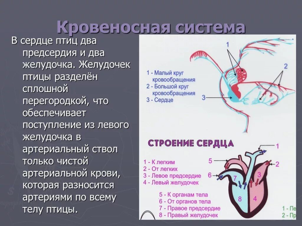 Строение желудочка сердца птиц. Птица из 2 предсердия 2 желудочков кровеносной системы птиц. Кровеносная система птиц сердце. Два круга кровообращения у птиц.