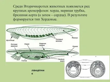 У каких животных туловищные почки