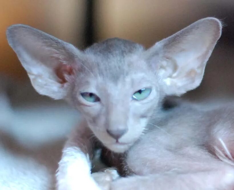 ориенталы в нижнем новгороде. ориенталы в нижнем новгороде. ориентальная кошка выставочная. питомник ориентальных кошек liberty world. ориенталы в нижнем новгороде.