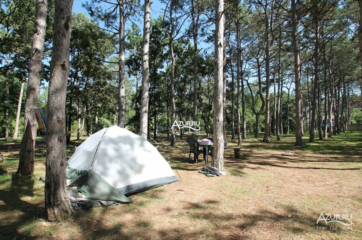 Camping pinewood 2 на русском. Сосновый Бор Песчаное Крым. Кемпинг Сосновый Бор Крым. Кемпинг Сосновый Бор Песчаное. Песчаное Крым кемпинг Сосновый.