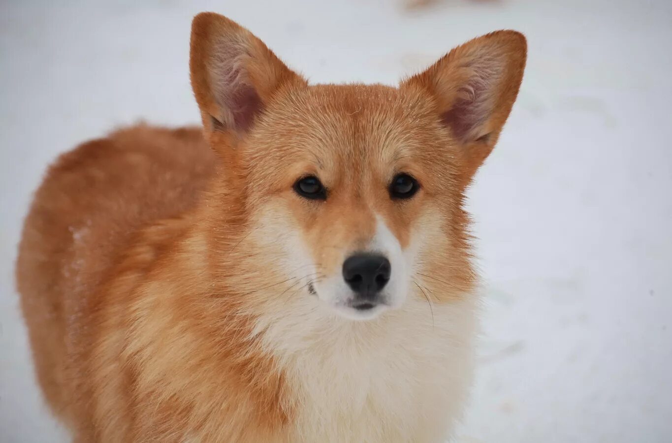 Рыжие собаки похожие на лис. Лисичка сиба-ину. Помски Миа собака лиса. Шиба ину маленькая Лисичка. Помски собака рыжая.