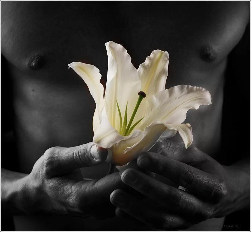 Песня я подарю тебе лилии желтые красные. Цветок на руку.. Цветок в мужской ладони. Лилии в руках. Цветы в мужских руках.