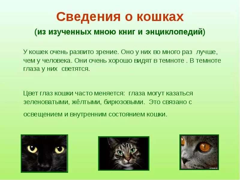 Рассказ о коте 2 класс. Информация о кошках. Краткая информация о кошке. Интересная информация о кошках. Сообщение о кошке.