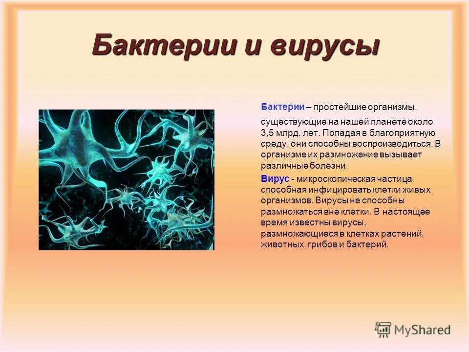 биология 5 класс тема вирусы и бактерии. вирус от бактерии. тема вирусы по биологии. презентация вирусы и бактерии. микробиология это 5 класс.