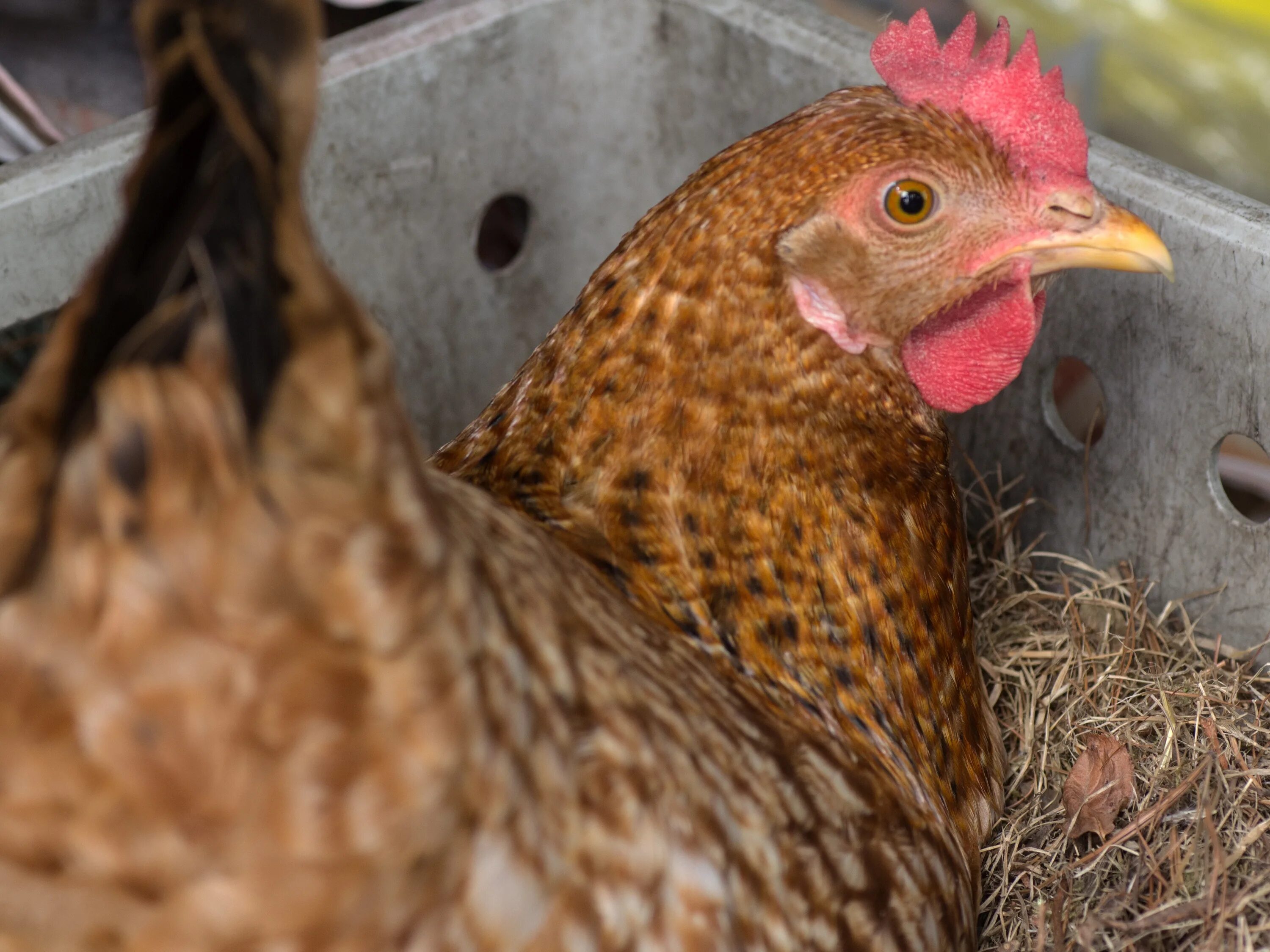 Курочка несется. Golden Cuckoo Maran chicks. Курочка в гнезде. Гнездо крачки. Куры в гнезде.