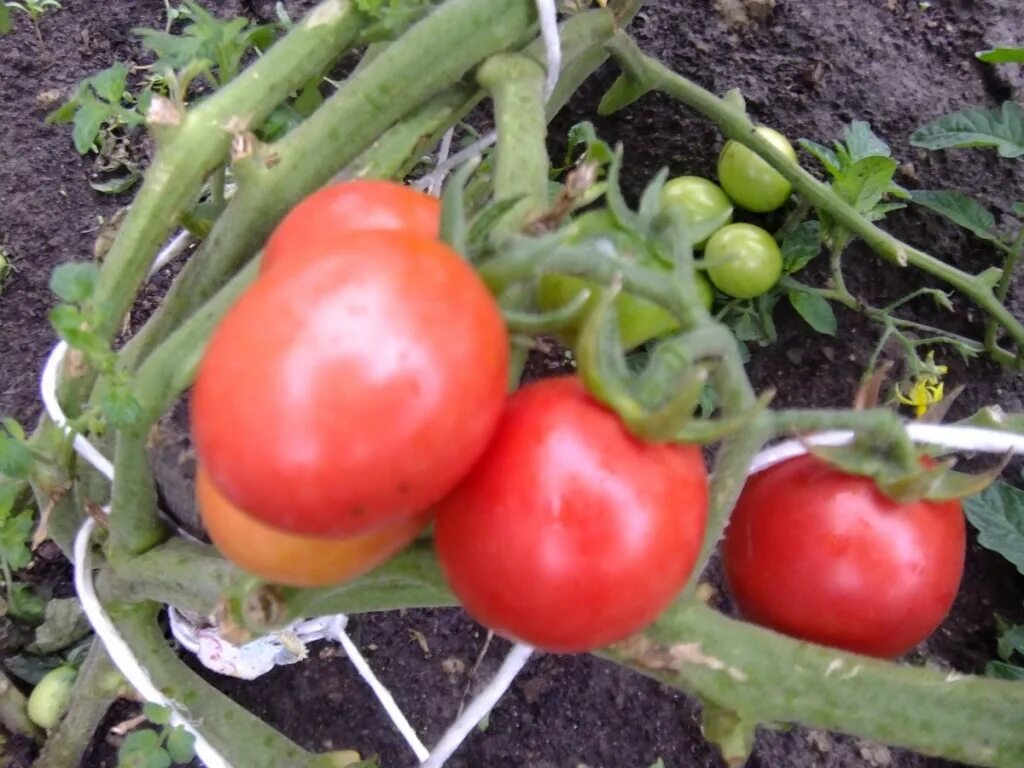 томаты семейные реликвии