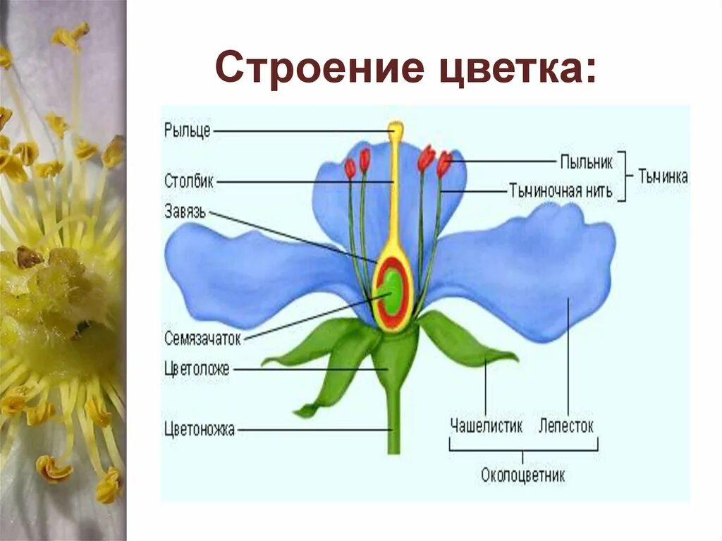 Функции строения цветка 6 класс. Строение цветка Пасечник 6 класс. Части цветка биология схема. Структура цветка биология 6 класс. Строение цветка 6 класс биология Пасечник.