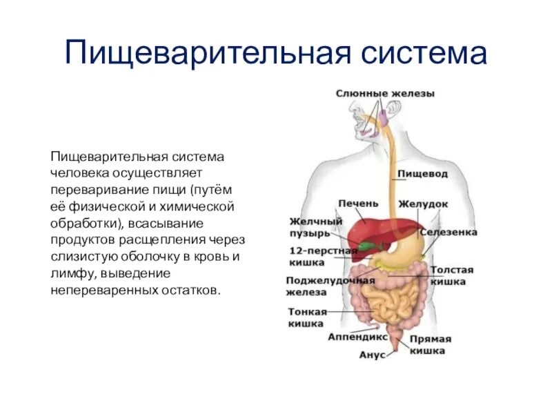 Схема работы системы пищеварения человека. Железы пищеварительной системы человека анатомия. Схема пищеварительной системы человека 8 класс. Система пищеварения человека схема 4 класс. Изменение пищи в пищеварительной системе