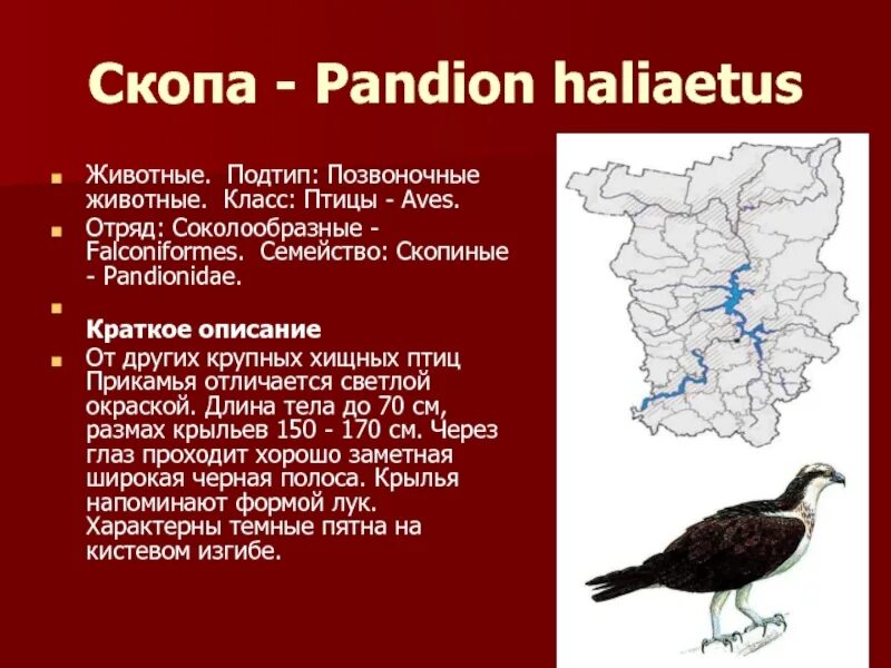 Скопа красная книга. Скопа красная книга описание. Животные красной книги Пермского края. Красная книга Пермского края птицы. Животное из красной книги Пермского края.