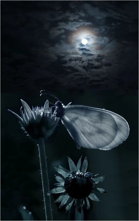 Песни бабочка ночь. Мотылек ночью. Бабочка ночью. Бабочки в лунном свете. Мотыльки в лунную ночь.