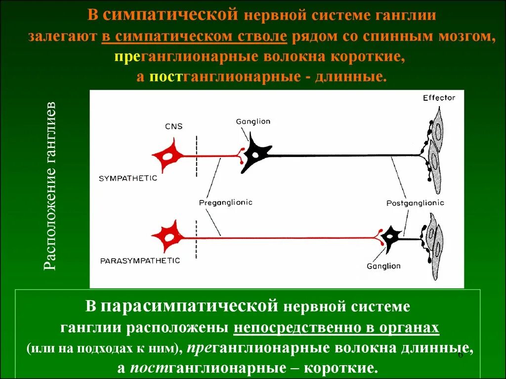 Работа симпатического нерва. Постганглионарные волокна вегетативной нервной системы. Ганглии вегетативной симпатической системы. Ганглии симпатической нервной системы расположены. Расположение ганглиев симпатической нервной системы.