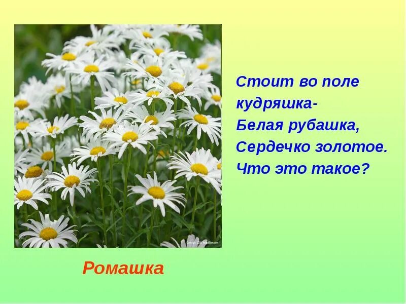 Кудряшка белая рубашка