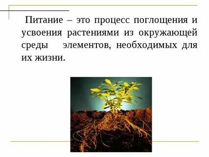 Какую роль в жизни почвенное питание