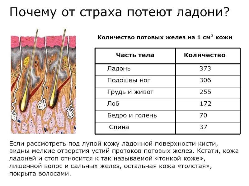 Потовые железы расположены в ответ. Потовые железы в коже человека. апокриновые потовые железы расположены.