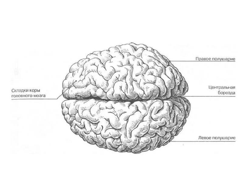 Мозг без полушарий. Строение больших полушарий головного мозга. Строение полушарий большого мозга. Большие полушария строение. Большие полушария головного мозга строение.