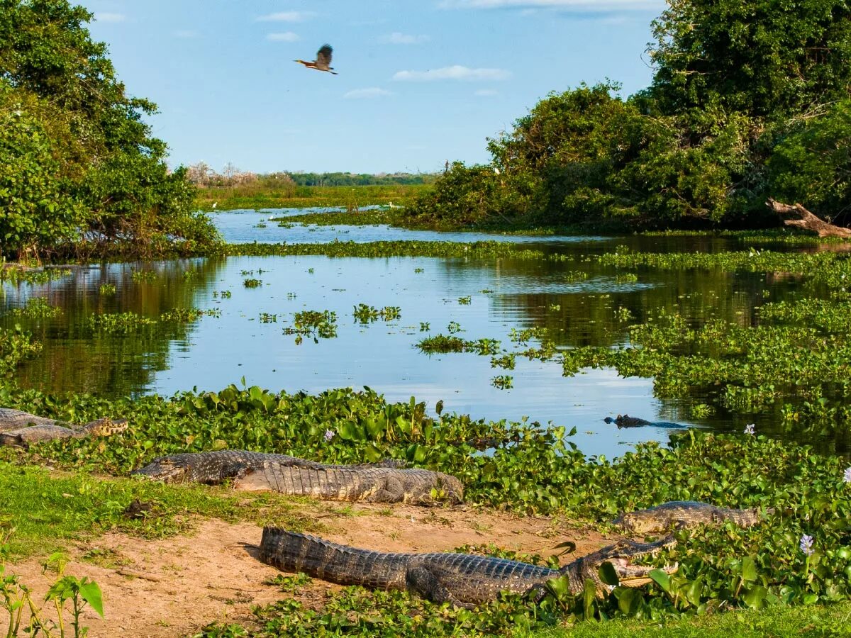заповедник пантанал. болота амазонки. впадина пантанал в бразилии. болота амазонки. болота амазонки.