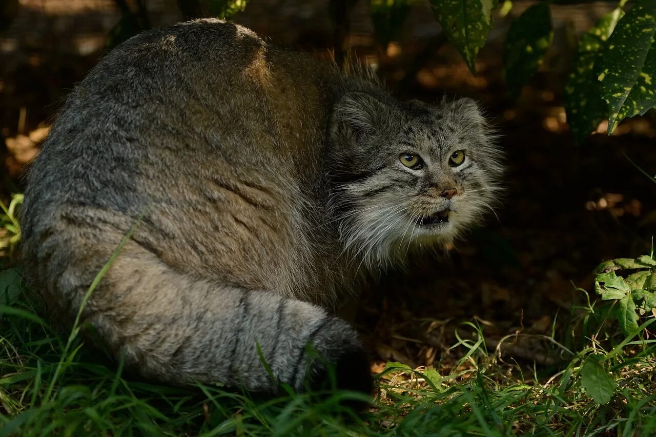 Дикие кошки картинки. Манул (палласов кот). Дикий Лесной кот Манул. Сибирский Манул. Сибирская Камышовая кошка.