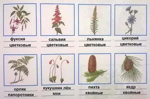 К какой группе относятся изображенные растения. Определите эти растения. Подпишите названия растений. Определите эти растения подпишите названия. Группы растений и их названия.