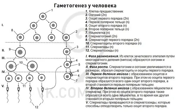 Таблица фазы гаметогенеза процессы. Образование половых клеток гаметогенез таблица. Процесс гаметогенеза таблица. Стадии гаметогенеза человека таблица. Гаметогенез интерфаза