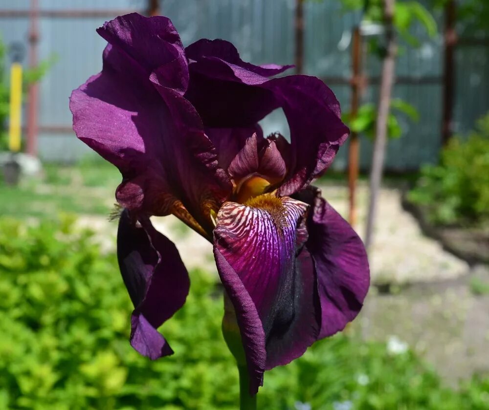 Ирис проф синий. Ирис сибирский. Ирис опт. Ирис lady of leisure. Ирис голландский purple sensation.