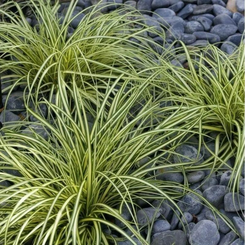 Осока болотная. Осока черная carex nigra. Осока carex elata. М осока. Осока гладконосая.