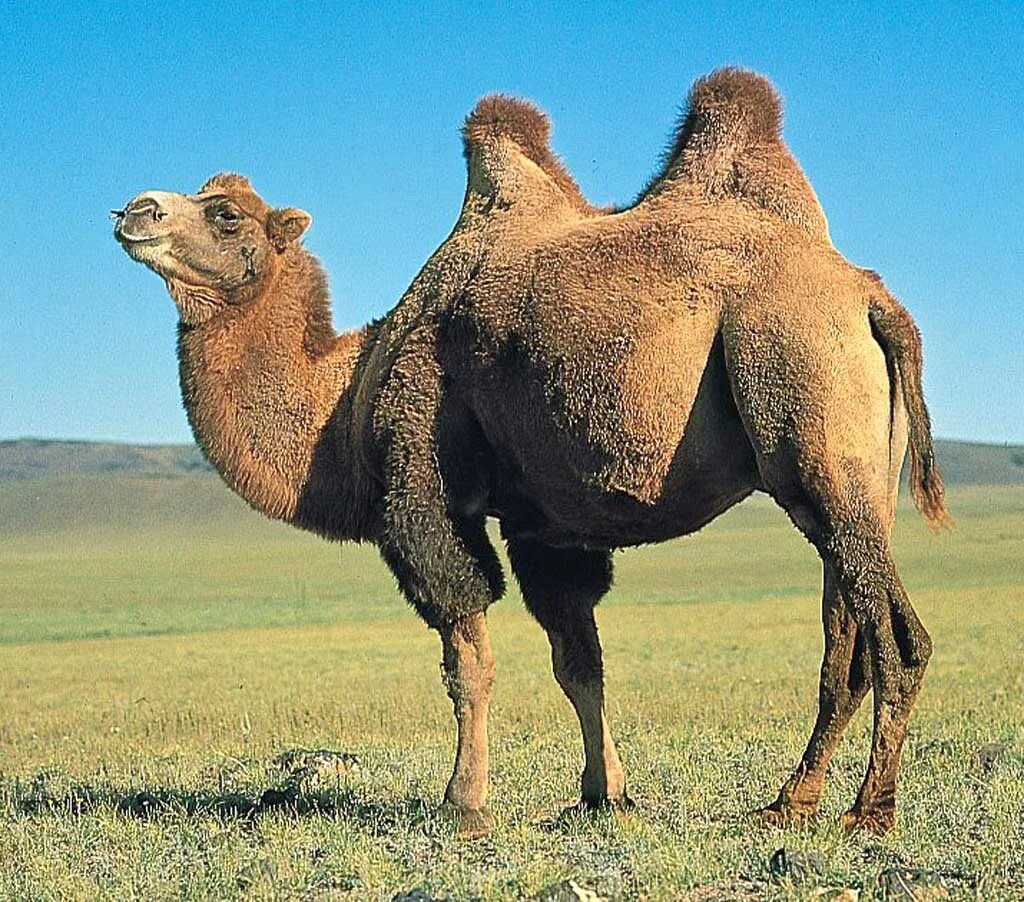 Верблюд д. Двугорбый верблюд бактриан. двугорбый верблюд bactrian camel (camelus bactrianus). двугорбый верблюд что в горбу. калмыцкий верблюд.