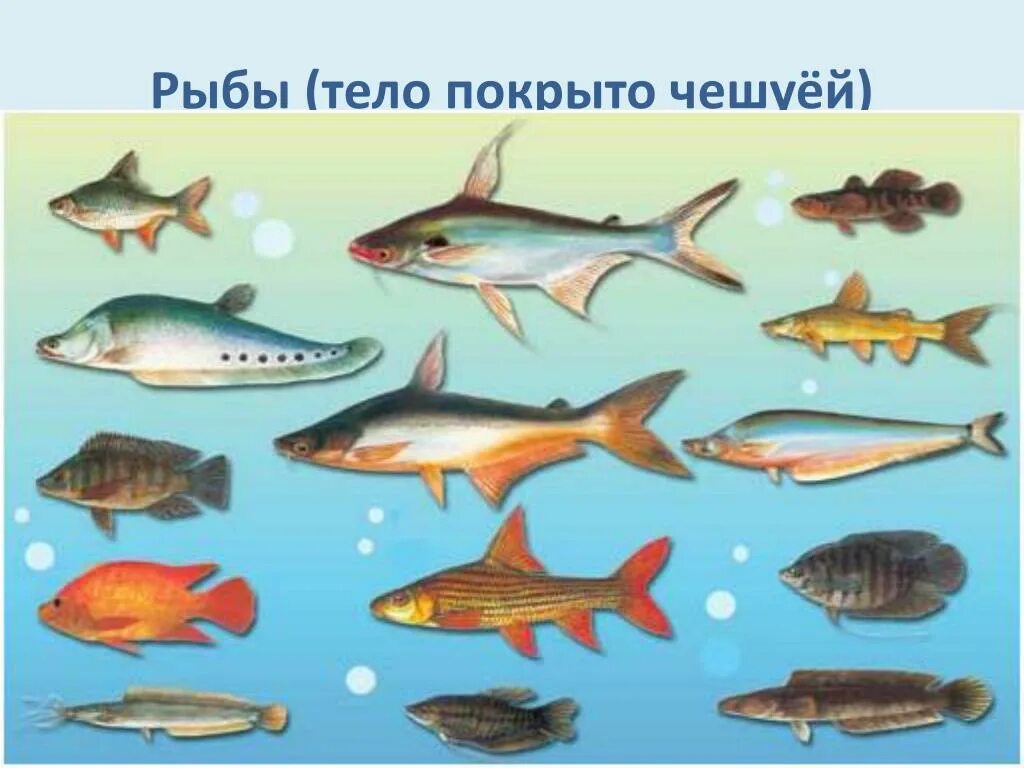 рыбы пресноводные и морские для детей. какая рыба полезна для детей. рыбы картинки для детей с названиями. название рыб. кета рыба.