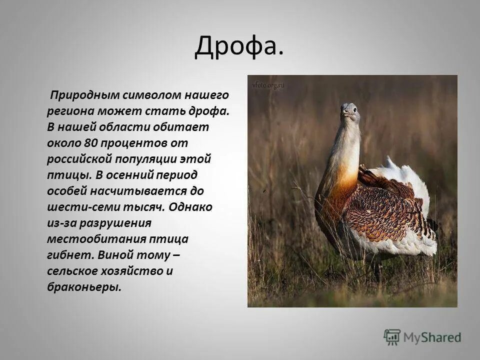 Сообщение о животном дрофа. Дрофа степная описание. доклад про птицу дрофа. дрофа птица краткое описание. дрофа красная книга.