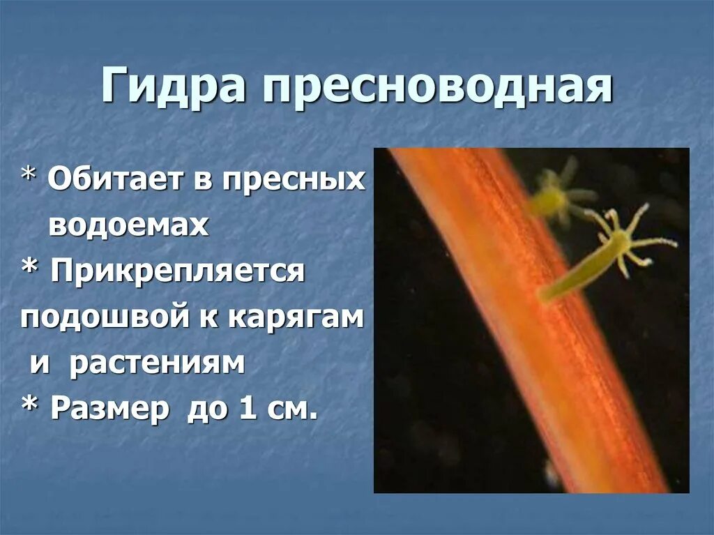 Гидра стебельчатая. Гидра микроорганизм. Стебельчатая зеленая гидра. Пресноводная гидра обитает. Кишечнополостные гидра почкование.