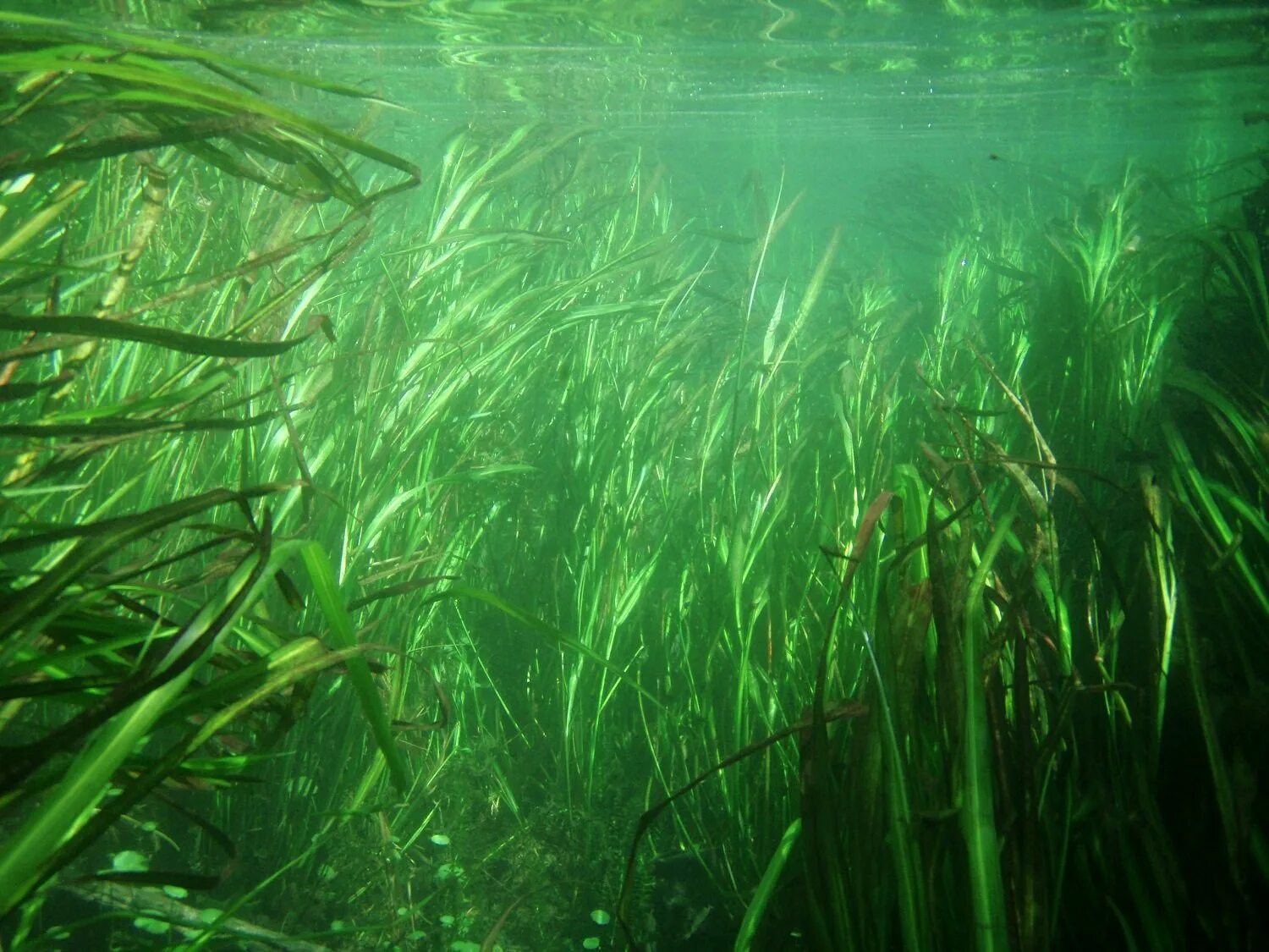 Водоросли поглощают воду