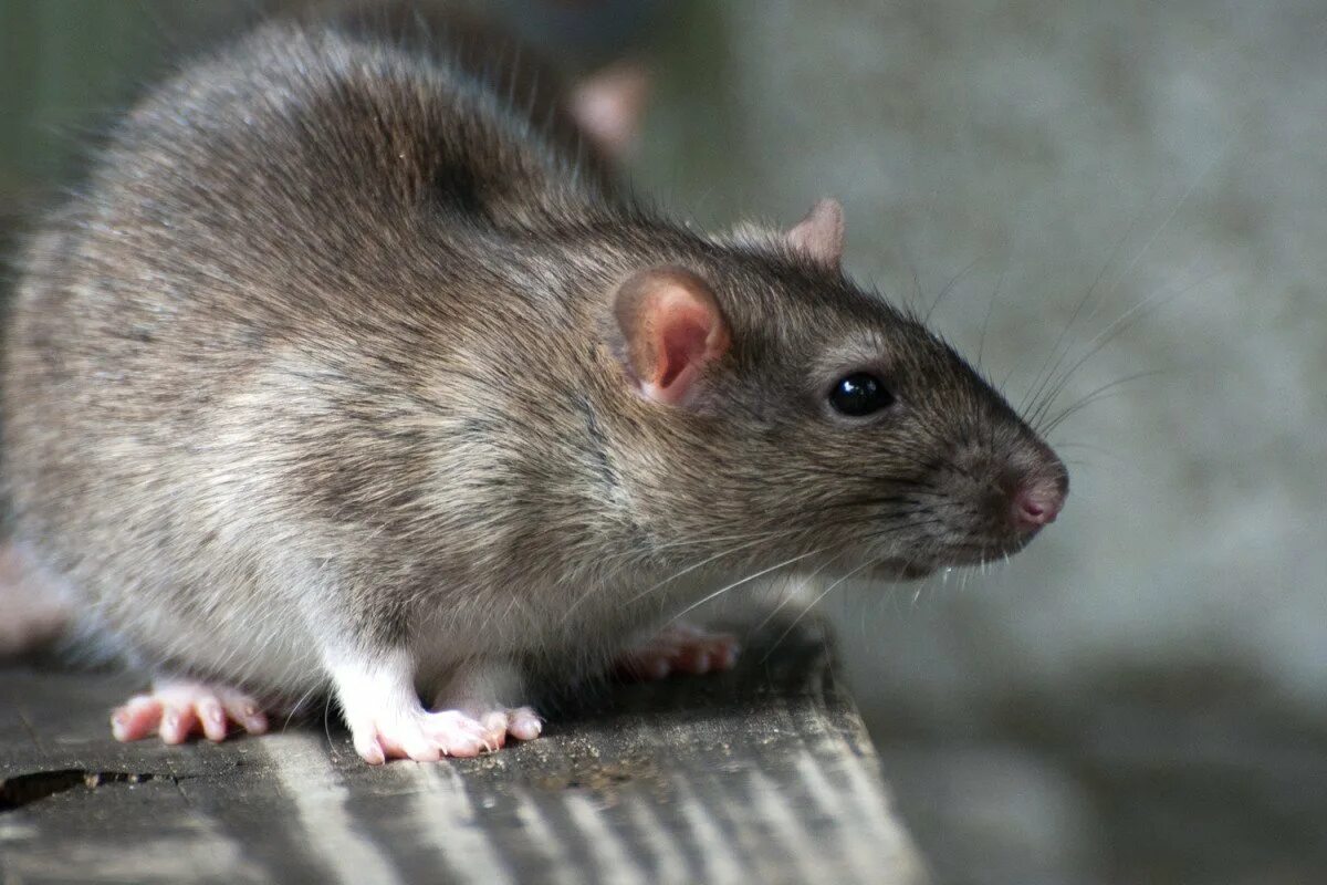 К чему снится мышь укусила. Серая крыса Пасюк. Серая крыса Rattus norvegicus. Серая крыса Пасюк крупная. Серая крыса Пасюк фото.